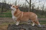 CORGI PEMBROKE 1442